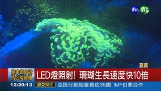 LED燈照射 加速硬骨珊瑚繁殖