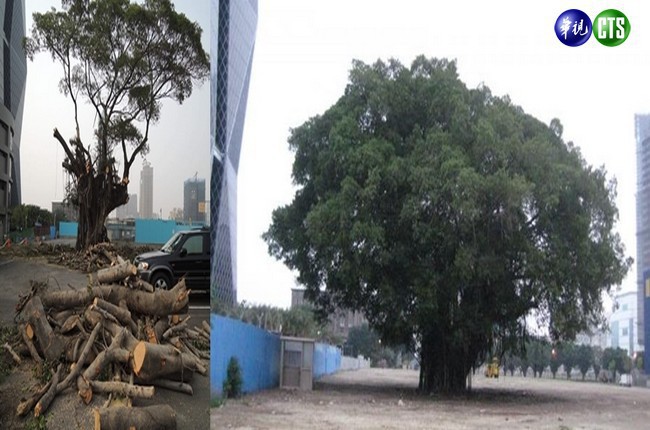 250歲老樹遭「分屍」 花媽挨轟 | 華視新聞