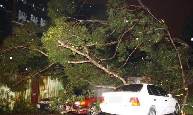 【華視起床號】 北市大樹鬆脫倒塌4車遭壓毀 | 華視新聞