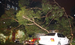 【華視起床號】 北市大樹鬆脫倒塌4車遭壓毀