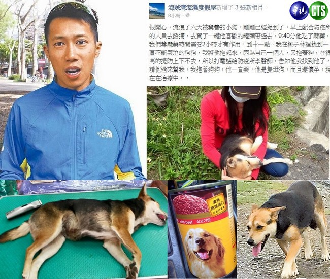 陳彥伯直擊的棄犬獲救 狗狗懷孕了 | 華視新聞