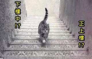 猜猜看又來了! 你猜這隻貓咪在…