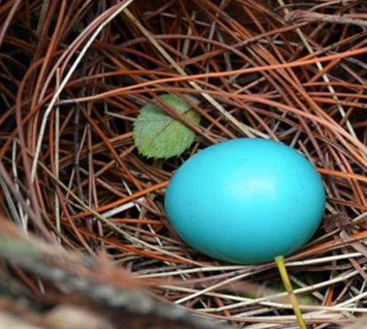 藍色鳥蛋 沒被染色是天然a | 