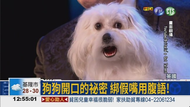 狗狗"達人秀" 被批虐待動物 | 華視新聞