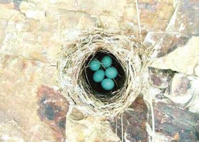藍色鳥蛋 沒被染色是天然a | 華視新聞