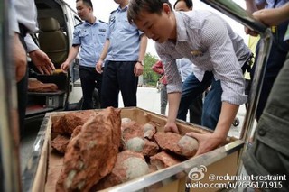 道路施工挖到寶 廣東發現43個恐龍蛋