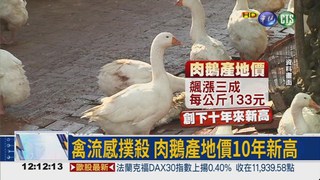 禽流感撲殺 肉鵝飆10年天價