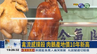 禽流感撲殺 肉鵝飆10年天價