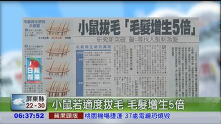 小鼠若適度拔毛 毛髮增生5倍