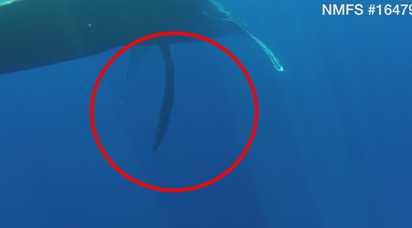 炫耀「300」cm!?鯨魚不斷「露鳥」 | 座頭鯨的陰莖