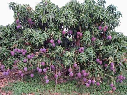 台灣種!? 泰國紫色芒果誕生 | 