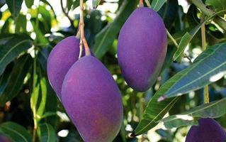 台灣種!? 泰國紫色芒果誕生