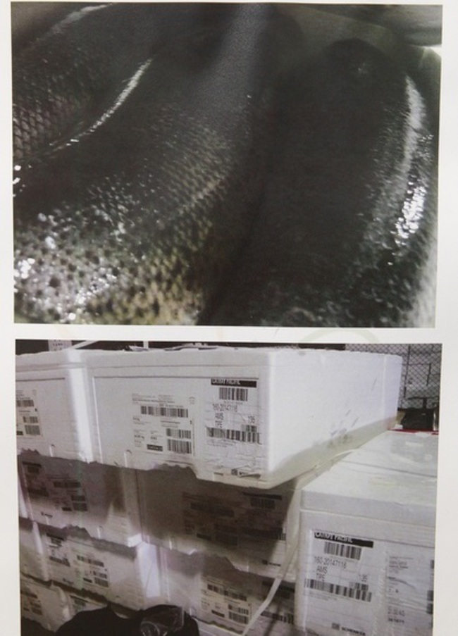 爭鮮進口鮭魚偷跑 查扣3公噸 | 華視新聞