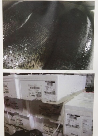 爭鮮進口鮭魚偷跑 查扣3公噸