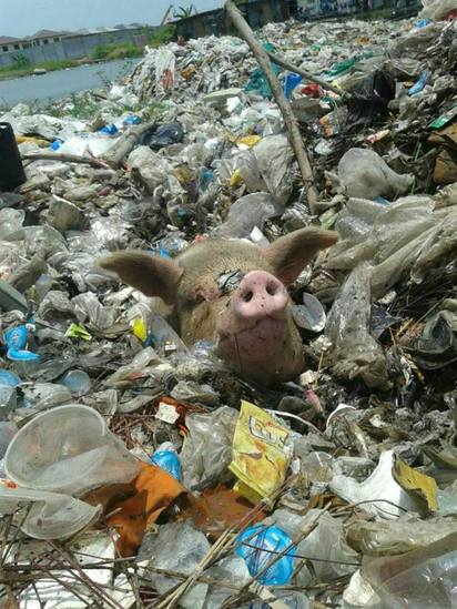 垃圾場驚見頭顱在動 竟然是….. | 豬被困在垃圾堆裡