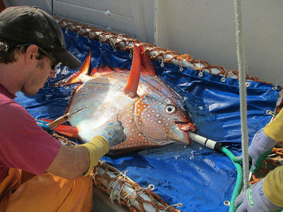 深海魚血是溫的 科學家世界首發現 | 