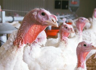 美禽流感疫情擴大! 15州雞肉禁輸台灣
