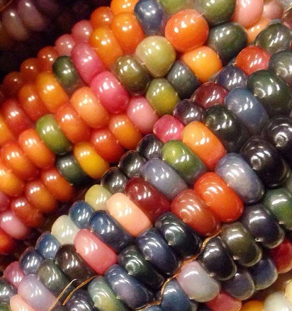 天然配種彩色寶石玉米 夢幻指數破表！ | 非基因改造的寶石玉米，經多年的混種配對，終於長出各種美麗顏色。
