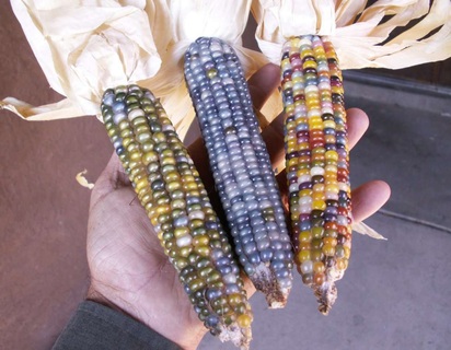 天然配種彩色寶石玉米 夢幻指數破表！ | 非基因改造的寶石玉米，經多年的混種配對，終於長出各種美麗顏色。