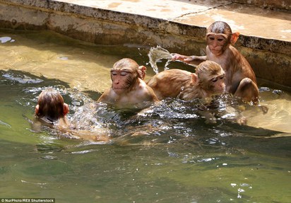 印度上千人熱死 神猴也抓狂討水喝 | 酷熱的天氣連猴子都跑到聖池降溫