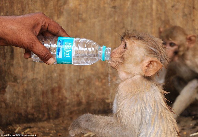 印度上千人熱死 神猴也抓狂討水喝 | 華視新聞
