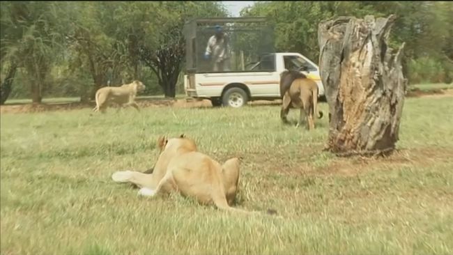 遊南非獅子園 開車窗拍照女子遭咬死 | 華視新聞