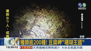 豆腐岬珊瑚產卵 美景全都錄!