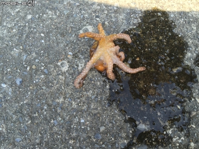 世界第三毒 藍環章魚現身東北角 | 學者提到，1隻藍環章魚的毒液能毒死26人。