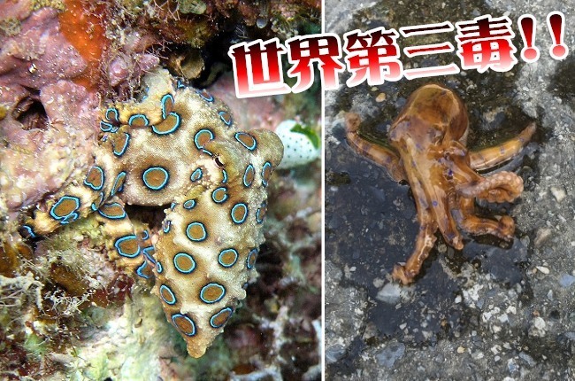 世界第三毒 藍環章魚現身東北角 | 華視新聞