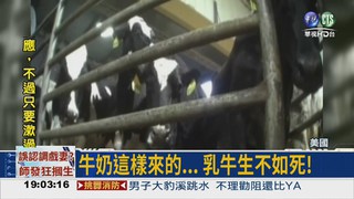打乳牛出氣 7農場工人解雇