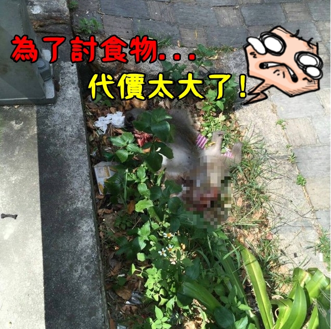 太殘忍! 獼猴遭卡車輾斃 內臟噴出 | 華視新聞