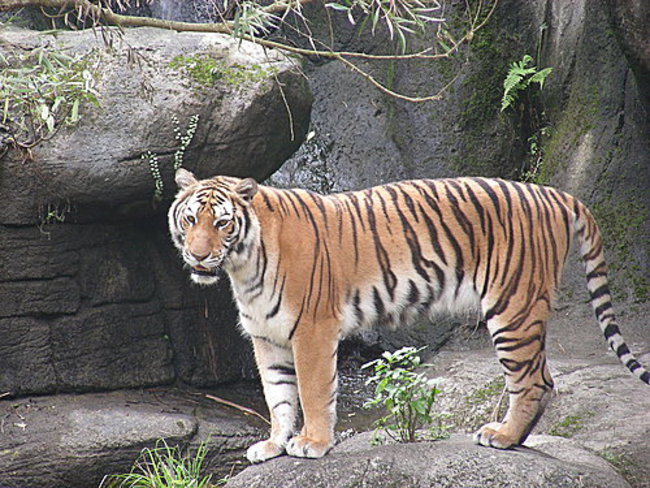 孟加拉虎逃跑 木柵動物園上演驚魂記 | 華視新聞