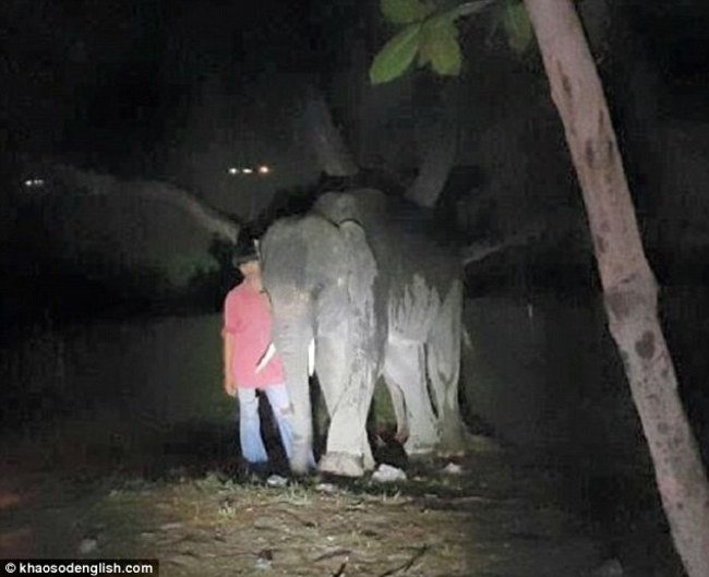 泰國大象發狂 男遭象牙刺穿 | 華視新聞