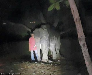 泰國大象發狂 男遭象牙刺穿