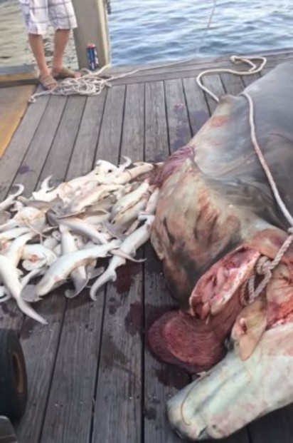 漁夫抓到母鯊魚 卻意外害死35條命 | 漁夫從母鯊魚肚中拿出34條小鯊魚