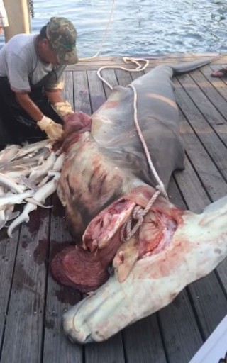 漁夫抓到母鯊魚 卻意外害死35條命