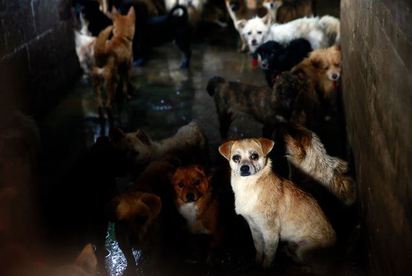 廣西玉林狗肉節宰10萬犬「再拍就殺人!」 | 玉林待宰的小狗，充滿驚恐和絕望／翻攝BBC