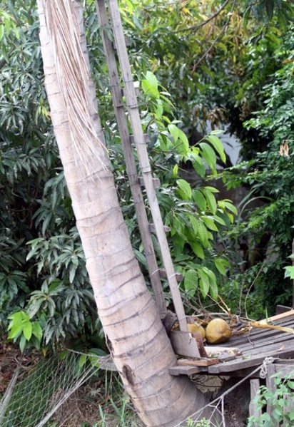 8旬老翁爬樹摘椰子 高處摔落當場身亡 | 胡翁從椰子樹上摔下到木板平台，被兒子拉住。翻攝畫面。