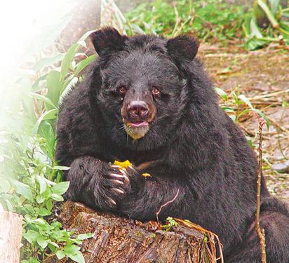 北市動物園管理鬆螺絲 一個月兩出包 | 台灣黑熊「小熊」昨天咬傷保育員。 台北市立動物園提供
