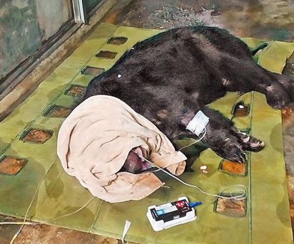 北市動物園管理鬆螺絲 一個月兩出包 | 小熊被麻醉，送回房舍中。台北市立動物園提供