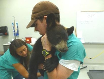不是「維尼」是孤兒! 小熊餓到向人求救 | 虛弱的熊熊無助的靠在野生動物保護處人員身上