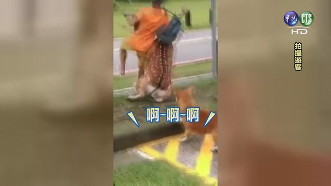 【午間搶先報】墾丁小鹿亂撞 遊客倒地受傷 | 華視新聞