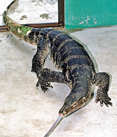 這種生物...竟然都住在曼谷的水溝裡 | 圓鼻巨蜥又俗稱五爪金龍，竟出現在曼谷水溝裡