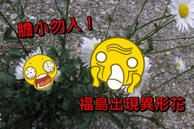 疑受輻射影響　福島出現「異形花」 | 華視新聞