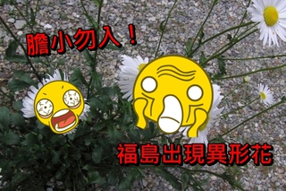 疑受輻射影響　福島出現「異形花」