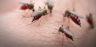 歐藥管局批准! 世界首支瘧疾疫苗將面世