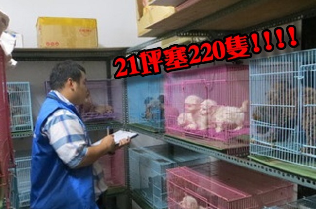 毛小孩煉獄 非法繁殖場21坪擠220隻 | 華視新聞