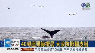 座頭鯨掀巨浪 皮艇玩家險落海