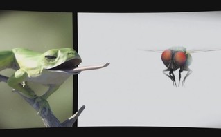 【華視搶先報】賀!台生樹蛙短片 入圍動畫奧斯卡