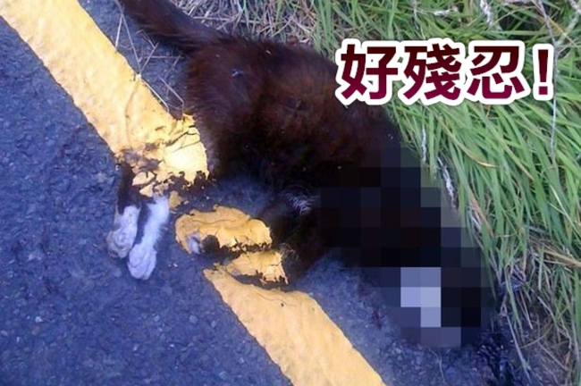 太沒良心! 工人冷血 貓屍體上畫黃線 | 華視新聞